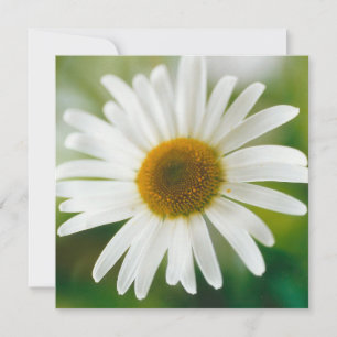 Carte Basière oculaire blanche - Leucanthemum vulgare