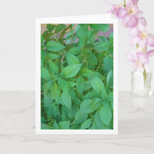 Carte Basilic (Ocimum basilicum) (Orchidée)