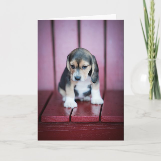 Carte Beagle bébé sur fauteuil rouge (Devant)