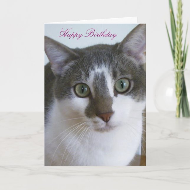 Carte Beau chat gris et blanc Anniversaire (Devant)
