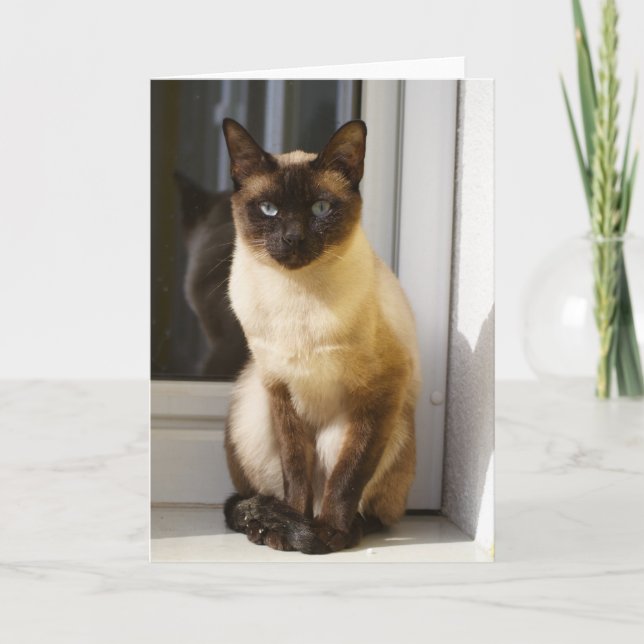 Carte Beau Chat Siamais (Devant)