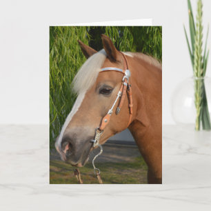 Carte Beau haflinger cheval portrait
