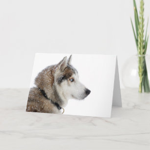 Carte Beau Husky sibérien dans la neige