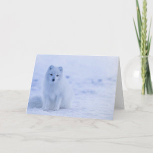 Carte Beau renard arctique