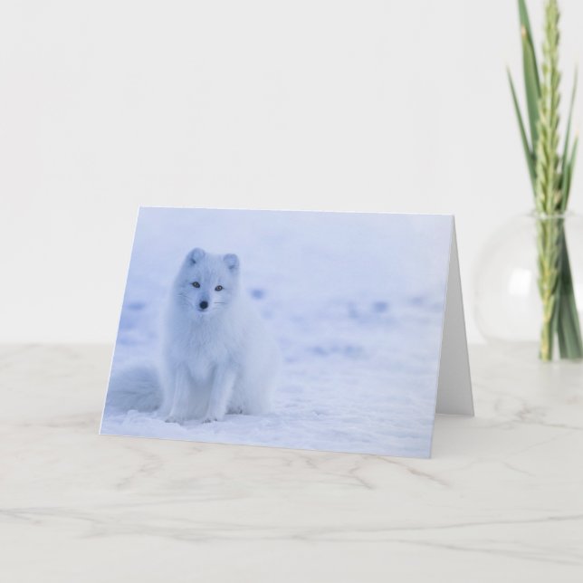 Carte Beau renard arctique (Devant)