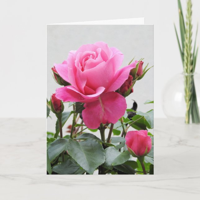 Carte Beau rose de rose (Devant)