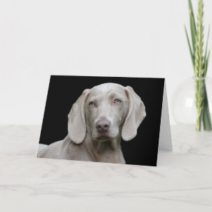 Carte Beau Weimaraner Chasse Chien