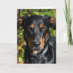 Carte Beauceron Dog Portrait