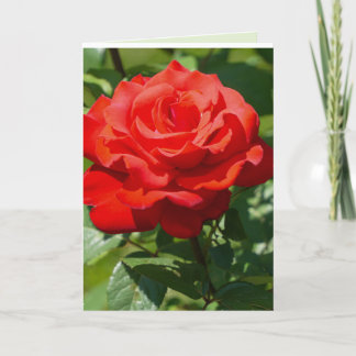 Carte Beauté de rose