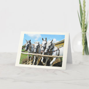 Carte Beaux chevaux