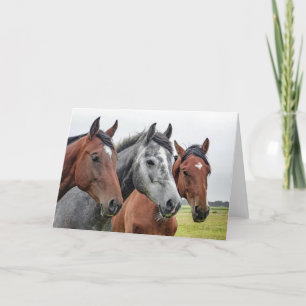 Carte Beaux Chevaux Cheval Equestre Design
