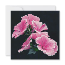 Beaux Jardins Roses Mallow Roses Fleurs