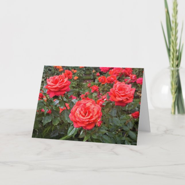 Carte Beaux Roses, Portland, Oregon (Devant)