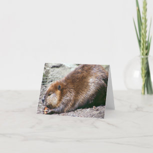 Carte Beaver