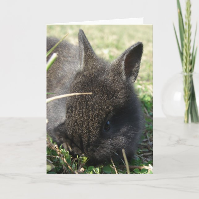 Carte Bébé Lapin (Devant)