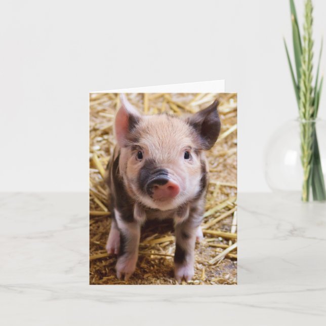 Carte Bébé mignon Animaux de la ferme des porcs Barnyard (Devant)