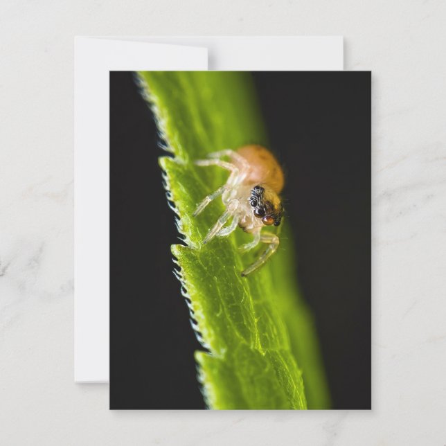 Carte Bébé mignon araignée - Salticide (Devant)