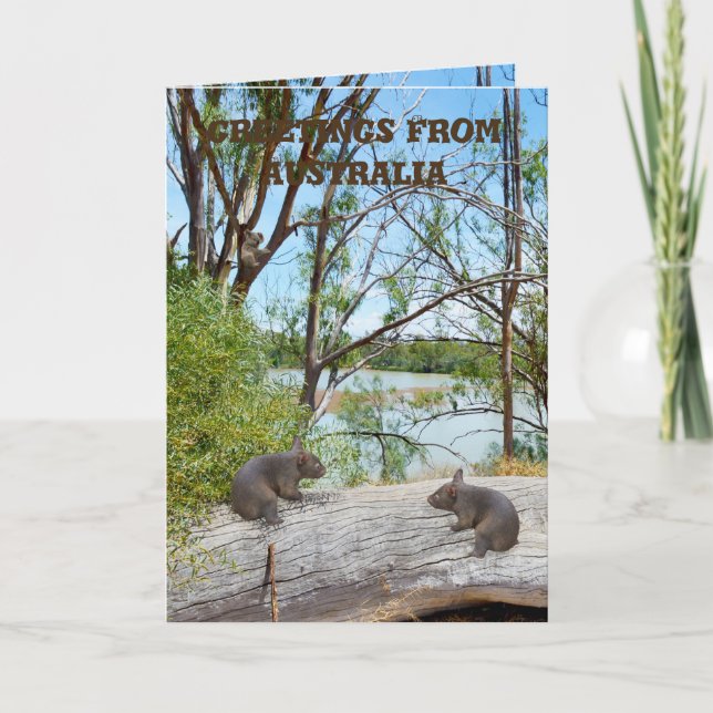 Carte Bébé Wombats Jouant Sur Un Journal, Salutation (Devant)