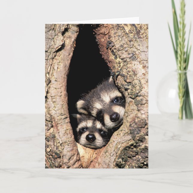 Carte Bébés Raccoons se jettent dans l'arbre (Devant)
