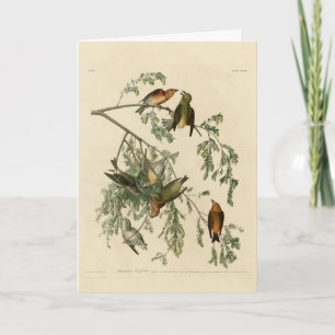 Carte Bec-croisé américain des oiseaux d'Amérique d'Audu