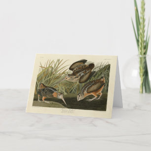 Carte Bécasse américaine d'Audubon's Birds of America