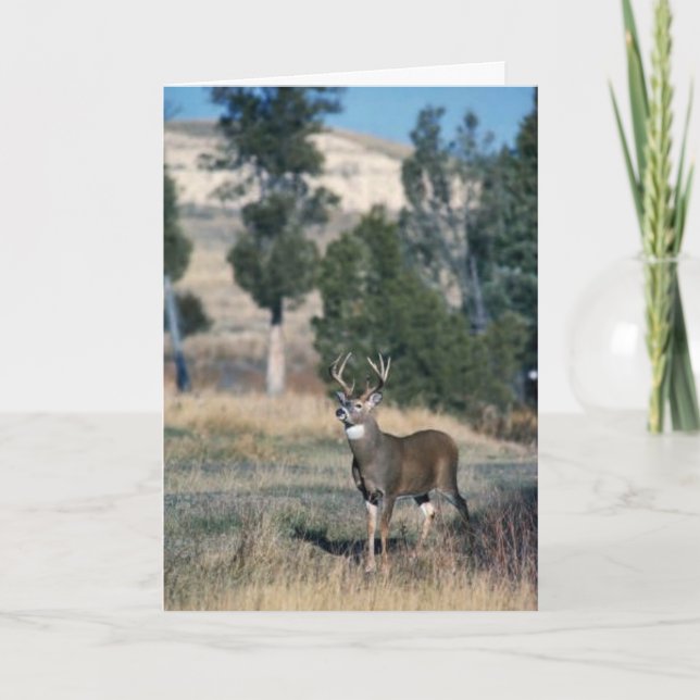 Carte Bécasseau de cerf à queue blanche (Devant)