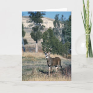 Carte Bécasseau de cerf à queue blanche