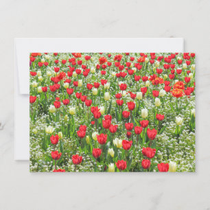 Carte Bed of Tulips, Gorsedd Gardens, Cardiff, Pays de G
