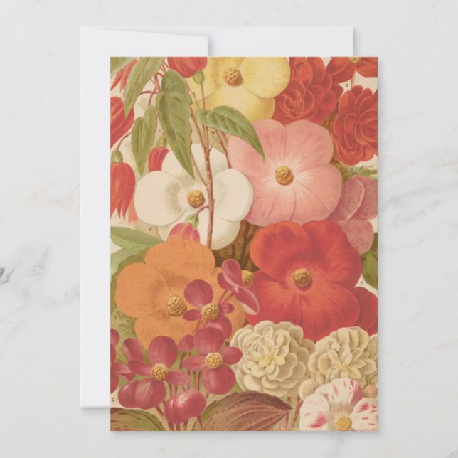 Carte Bégonie | George Nicholson (Devant)