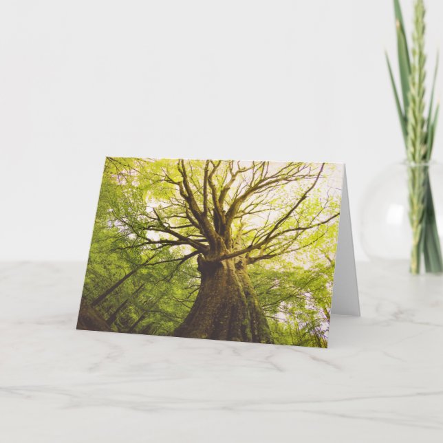 Carte Bel arbre de hêtre (Devant)