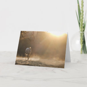 Carte Belle Appaloosa Horse dans Sunlight Note Card
