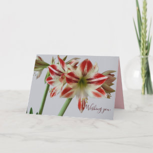 Carte Belle fleur d'Amaryllis & texte personnalisé d'ann