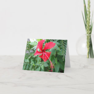 Carte Belle Flore du Costa Rica