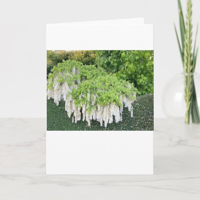 Carte Belle image de jardin de la glycine blanche ! (Devant)