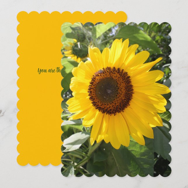 Carte Belle photo de tournesol (Devant / Derrière)