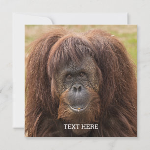 Carte Belle photographie de Borneo Orangutan