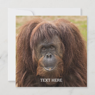 Carte Belle photographie de Borneo Orangutan