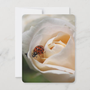 Carte Belle rose blanche fleur et coccinelle, florale n
