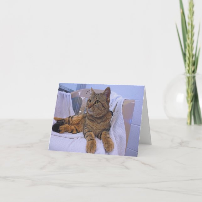 Carte Belle Tabby Brown (Devant)