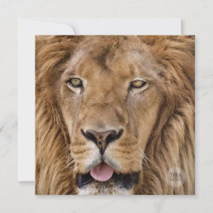 Carte Belle Zoo Safari Lion Photographie
