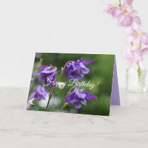 Belles fleurs violettes éclatantes Aquilegia vulga