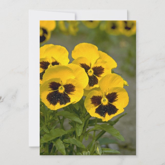 Carte Belles Pansies jaunes (Devant)