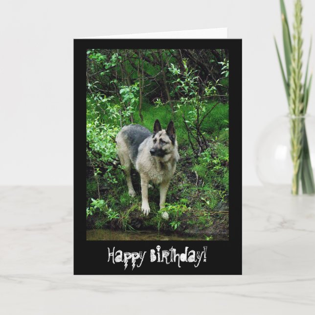 Carte Berger allemand sur le rivage; Joyeux anniversaire (Devant)