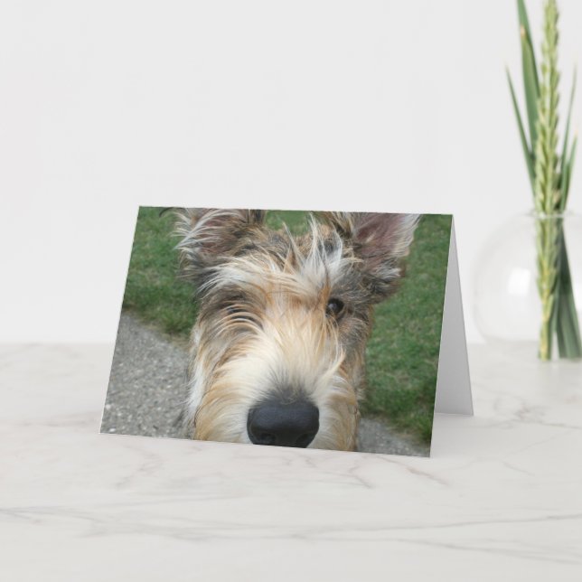 Carte Berger de Picard (Devant)