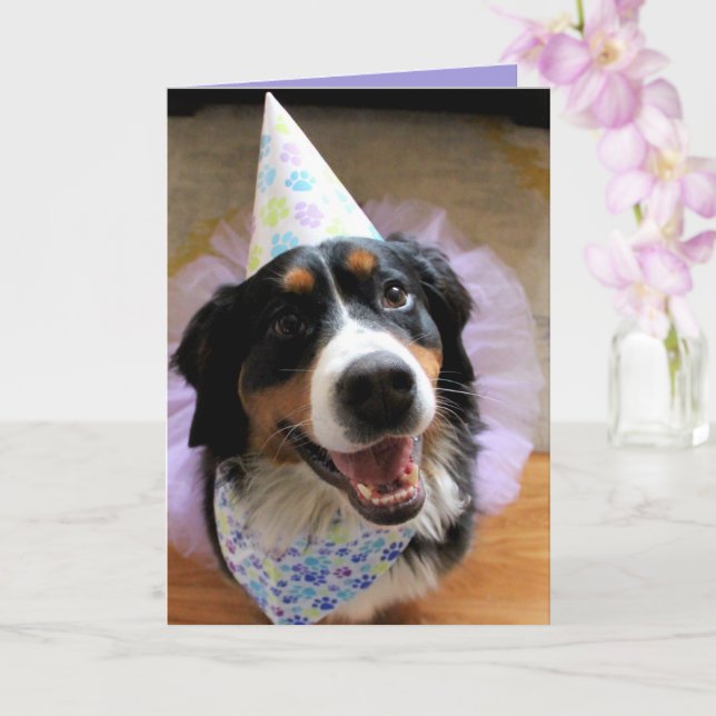 Carte Bernese Mountain Dog Anniversaire (Orchidée)