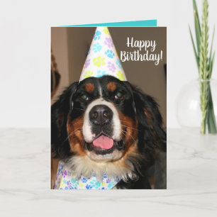 Carte Bernese Mountain Dog Anniversaire