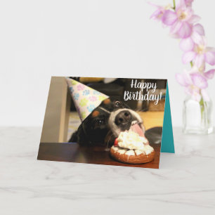 Carte Bernese Mountain Dog Anniversaire