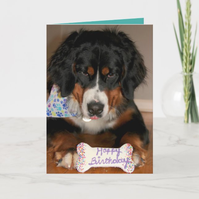 Carte Bernese Mountain Dog Anniversaire (Devant)