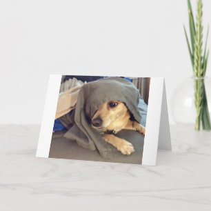 Carte BEST AMI de l'abri animal est un salut