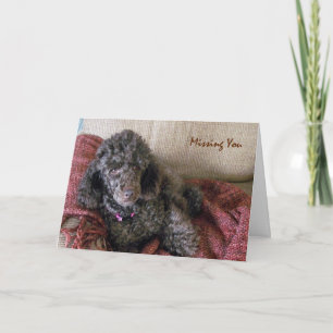 Carte Betty, le caniche Brown sur couverture